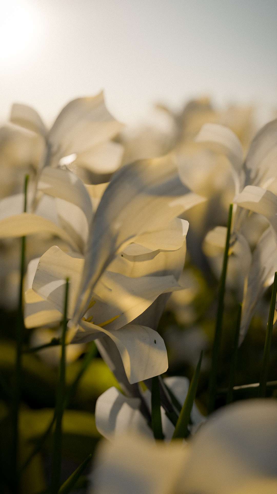 Render 1 del Producto